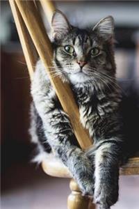 Gray and Black Striped Cat on a Chair Portrait Pet Journal