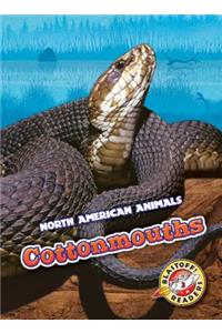 Cottonmouths