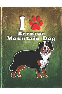 Bernese Mountain Dog