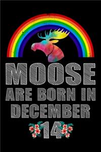 Moose Are Born In December 14