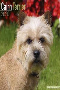 Cairn Terrier Calendar 2020