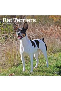 Rat Terriers 2021 Square