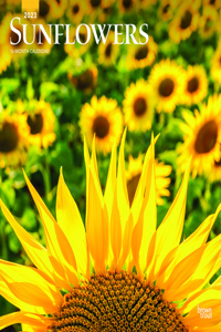 Sunflowers 2023 Square