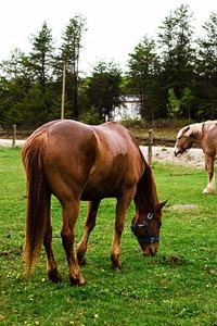 Horse Photo School Composition Book Equine Pasture Scene