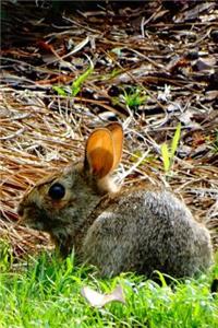Wild Bunny Rabbit Lined Journal for daily thoughts notebook Lovely Lake Arrowhead Photograph