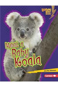 Meet a Baby Koala
