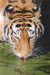 The Drinking Tiger Journal