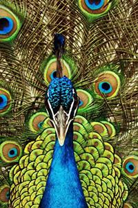 Peacock Lovers 2020 Weekly Monthly Planner