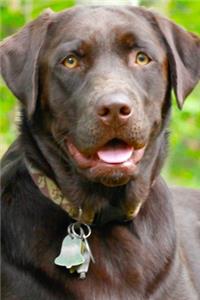 2020 Daily Planner Dog Puppy Retriever Chocolate Lab 388 Pages