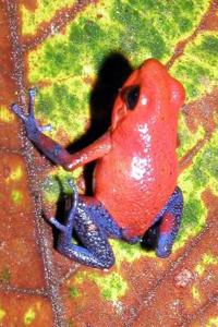 Strawberry Poison Dart Frog Journal