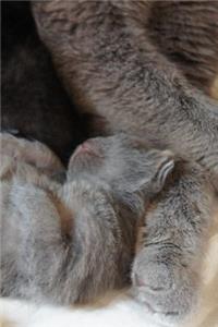 British Shorthair Kitten Notebook