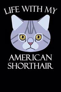 Life with My American Shorthair