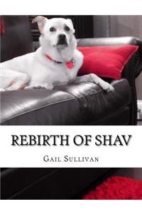 Rebirth of Shav