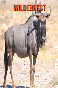 Wildebeest