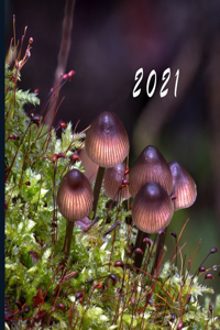 2021