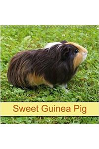 Sweet Guinea Pig 2018