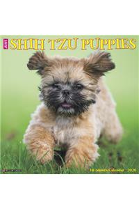 Just Shih Tzu Puppies 2020 Wall Calendar (Dog Breed Calendar)