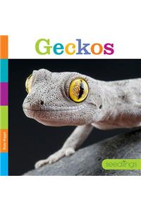 Seedlings: Geckos