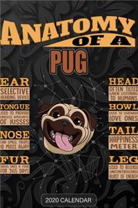 Anatomy Of A Pug