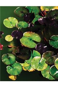 Lilypad Sketchbook