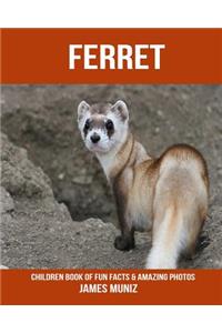 Ferret