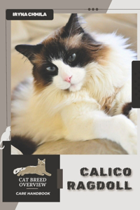 Calico Ragdoll
