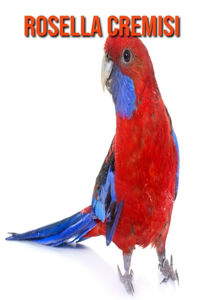 Rosella cremisi