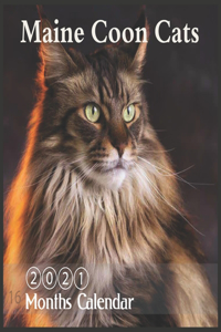 Maine Coon Cats 2021