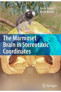 Marmoset Brain in Stereotaxic Coordinates