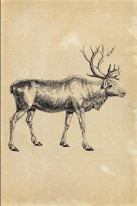 Reindeer (Cervus Tarandus)