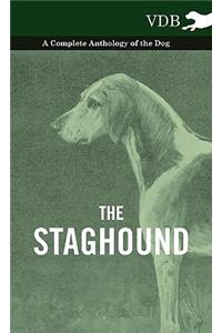 Staghound - A Complete Anthology of the Dog