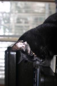 The Bombay Cat Journal 