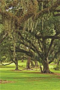 Massive Oak Trees Draped with Spanish Moss Journal