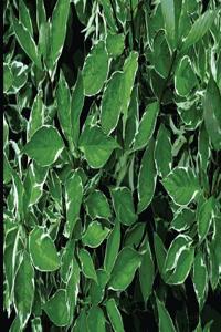 Green Leaves Foliage Notebook/Journal