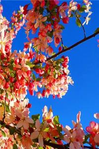Journal Flowering Tree Spring Blossoms