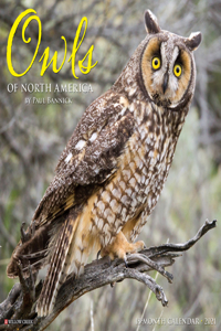 Owls 2021 Wall Calendar