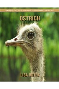 Ostrich: Amazing Pictures & Fun Facts on Animals in Nature