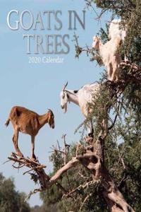 GOATS IN TREES 2020