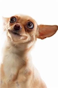Funny Dog January Notebook & Journal. Productivity Work Planner & Idea Notepad