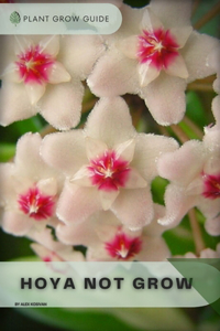 Hoya Not Grow