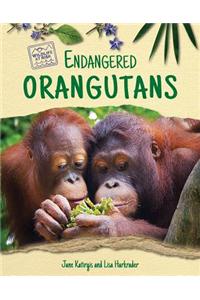 Endangered Orangutans