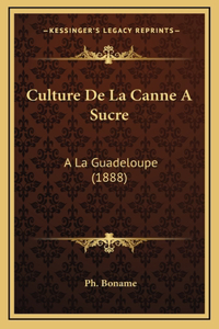 Culture De La Canne A Sucre