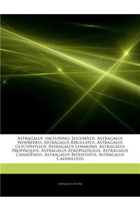Articles on Astragalus, Including: Locoweed, Astragalus Newberryi, Astragalus Bibullatus, Astragalus Glycyphyllos, Astragalus Lemmonii, Astragalus Pro