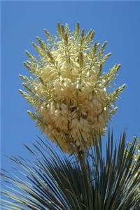 New Mexico State Flower - Yucca Flower Journal