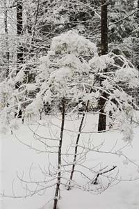 Winter Picture Journal After Snowstorm