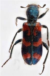 Trichodes Ornatus Beetle Journal: Take Notes, Write Down Memories in this 150 Page Lined Journal