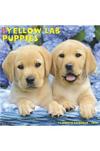 Just Yellow Lab Puppies 2019 Calendar