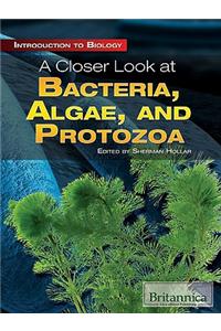 A Closer Look at Bacteria, Algae, and Protozoa