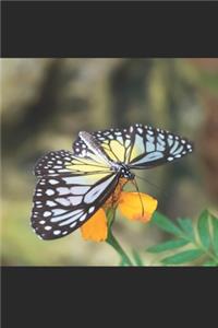 Schmetterling