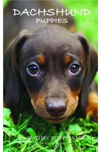 Dachshund Puppies 5 x 8 Weekly 2020 Planner